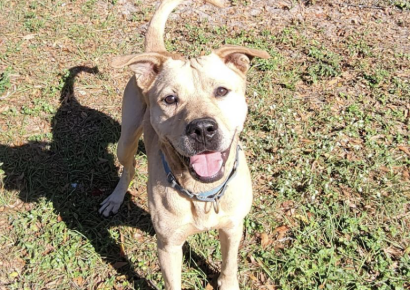 Shelter dog of the week: Prince